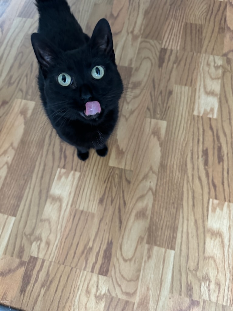 Cat for adoption Ember, a Domestic Short Hair in Kenosha , WI Petfinder