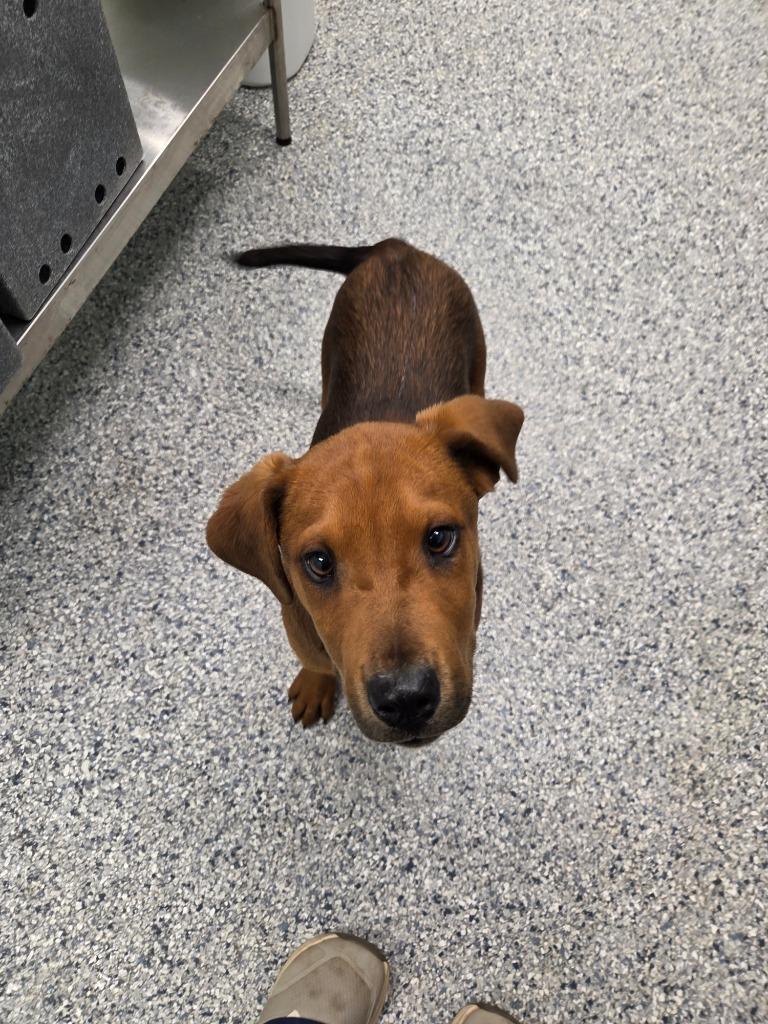 Enlarge Albert, a Adoptable mixed breed in Athens, TN image 1/2