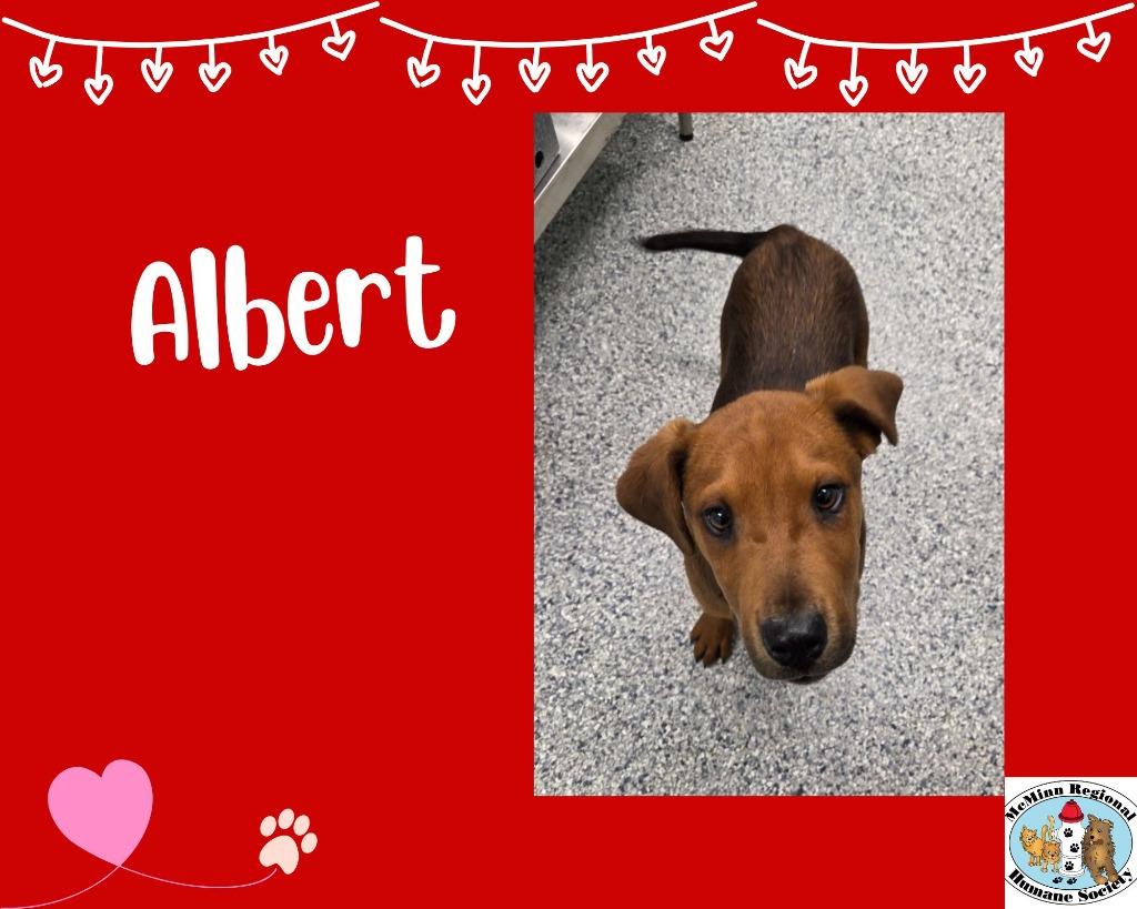 Enlarge Albert, a Adoptable mixed breed in Athens, TN image 2/2