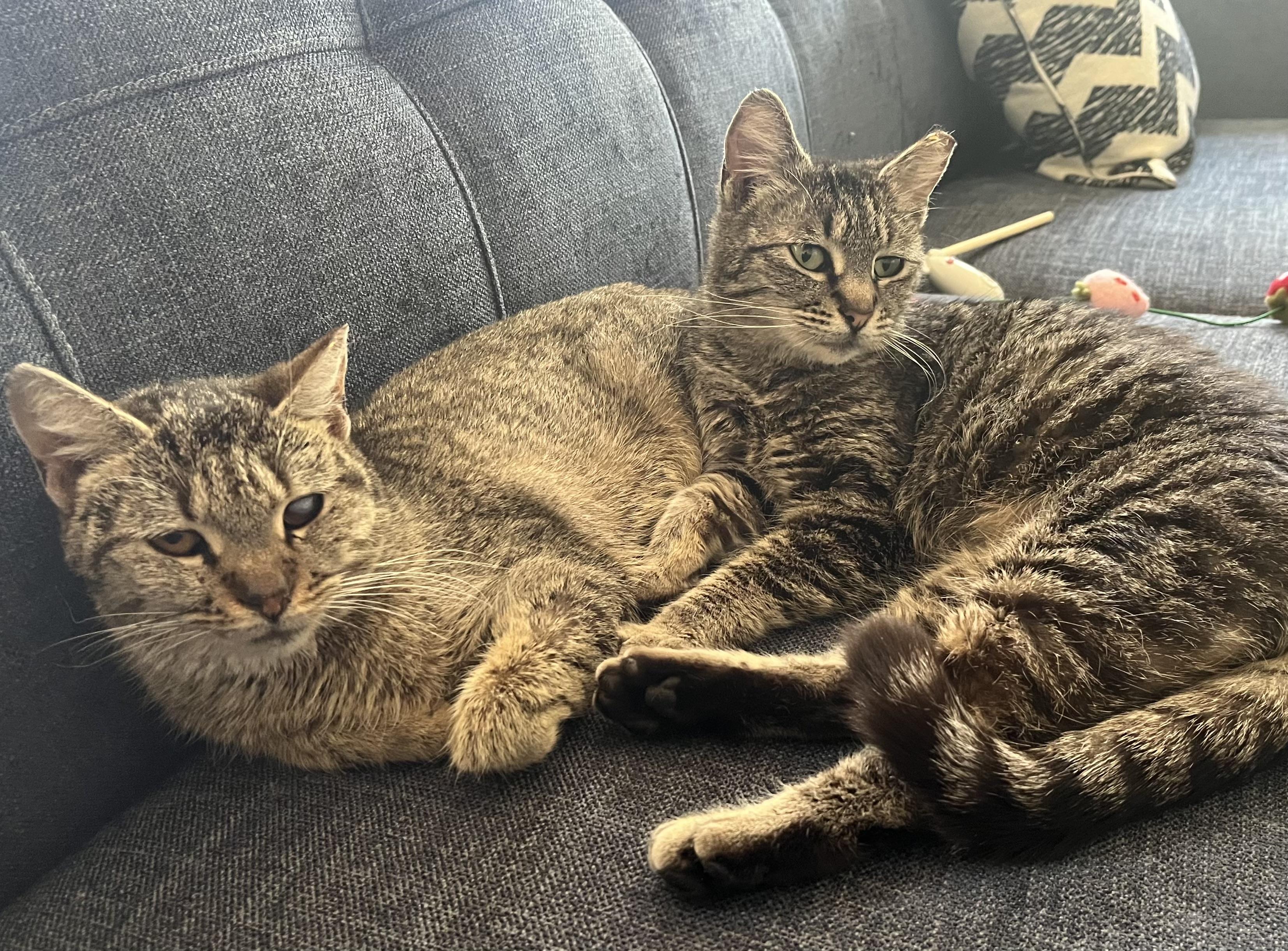 Enlarge Ruby, a ADOPTABLE mixed breed in Greensboro, NC image 2/2