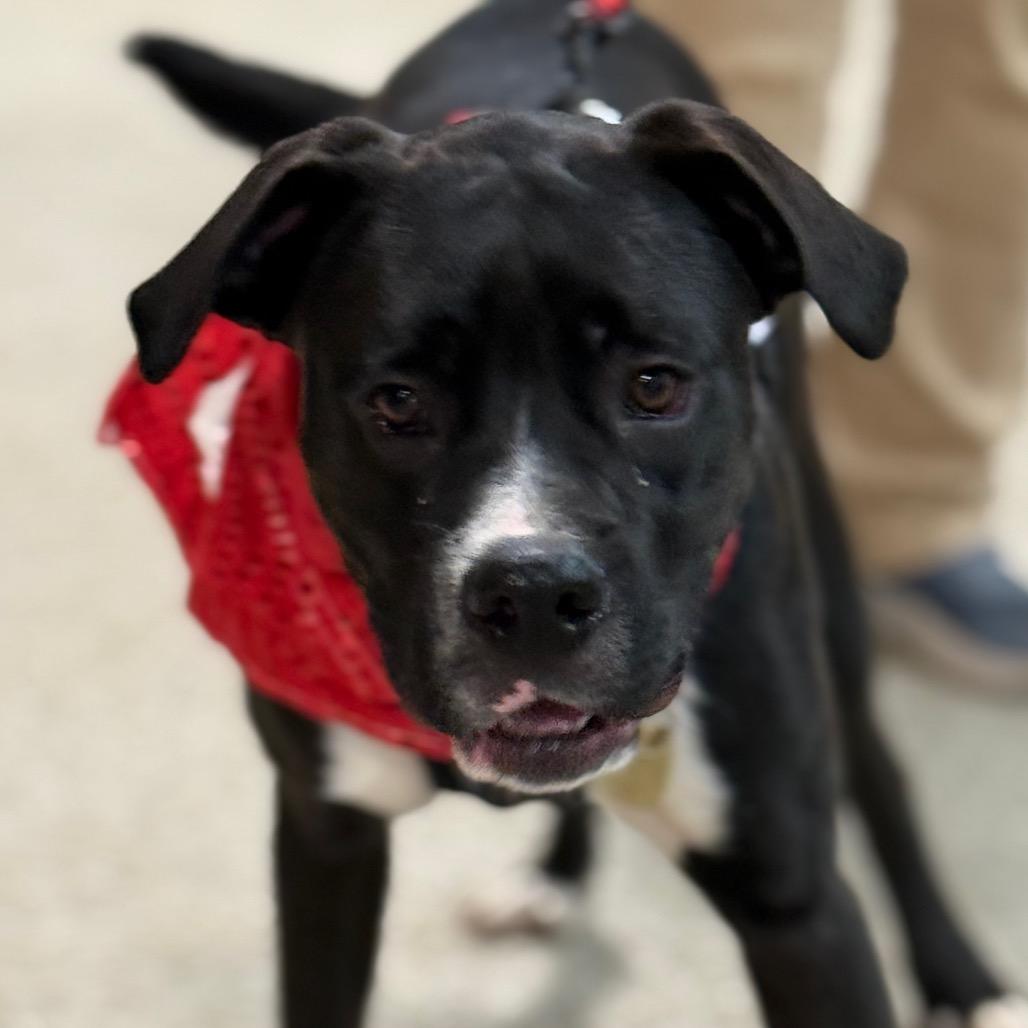 Raider AB — thumbnail 3