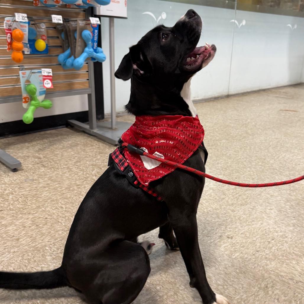 Raider AB — thumbnail 5