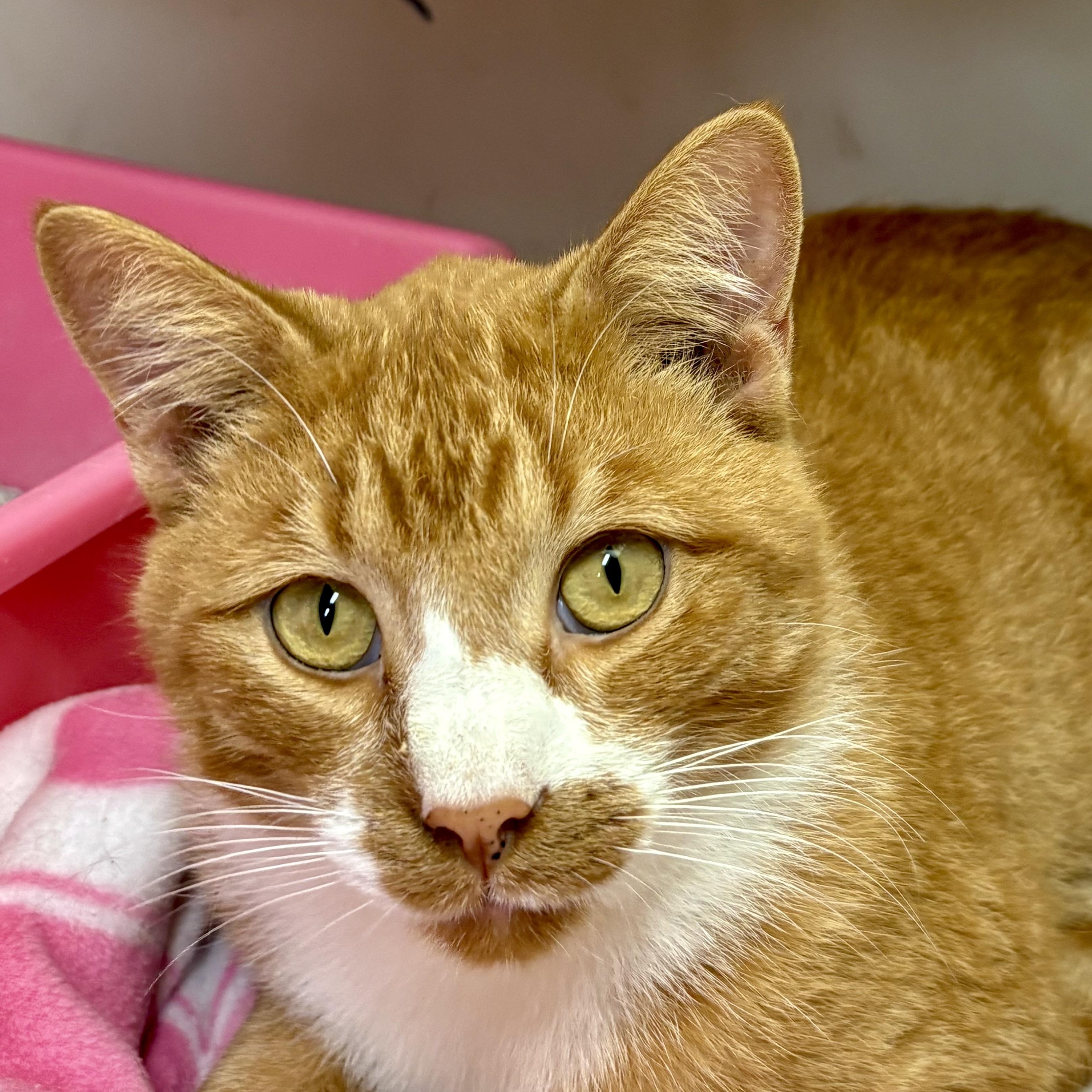 Clancy, Adoptable, Adult Male Domestic Short Hair & Tabby.