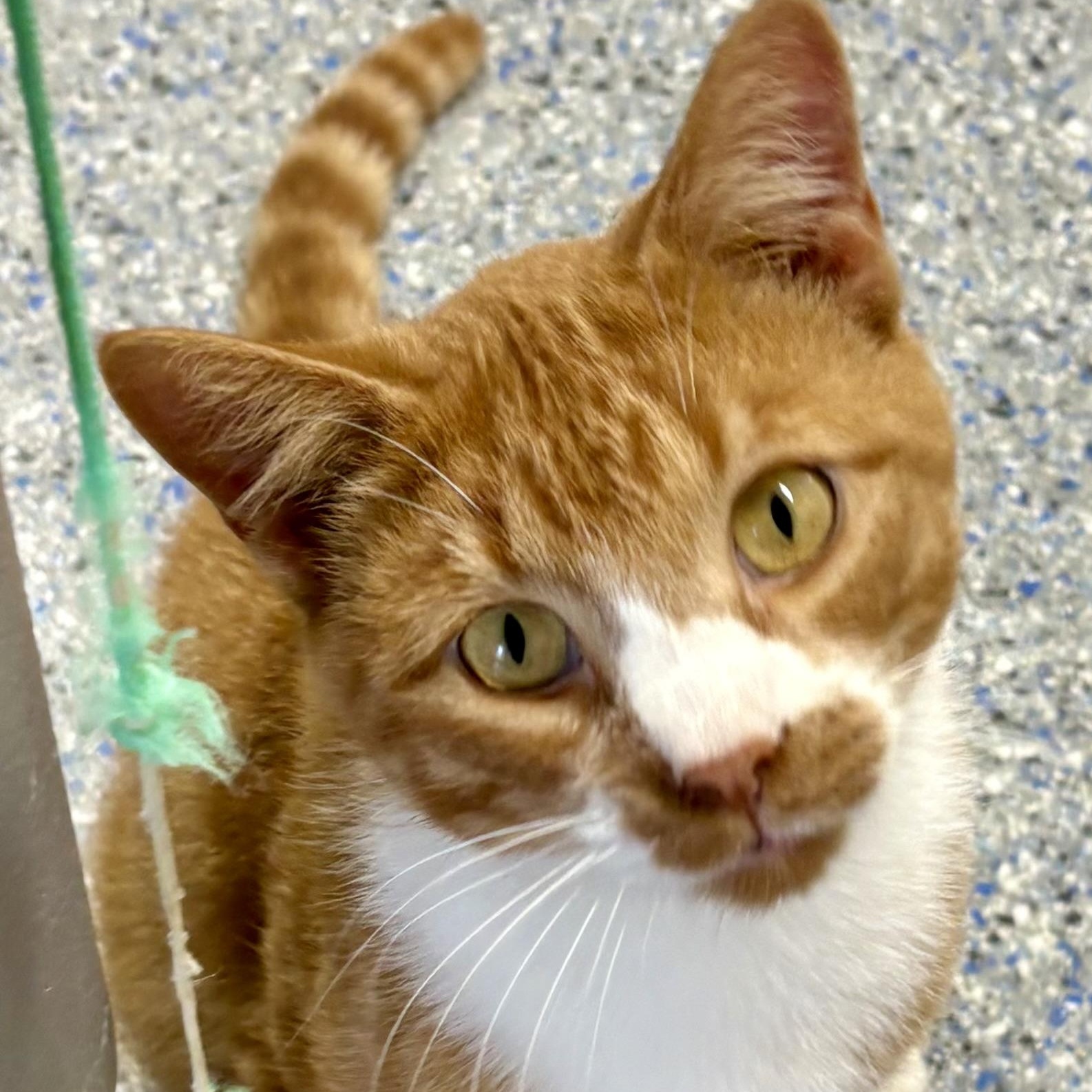 Clancy, a Adoptable mixed breed in Charles City, IA image 2/5