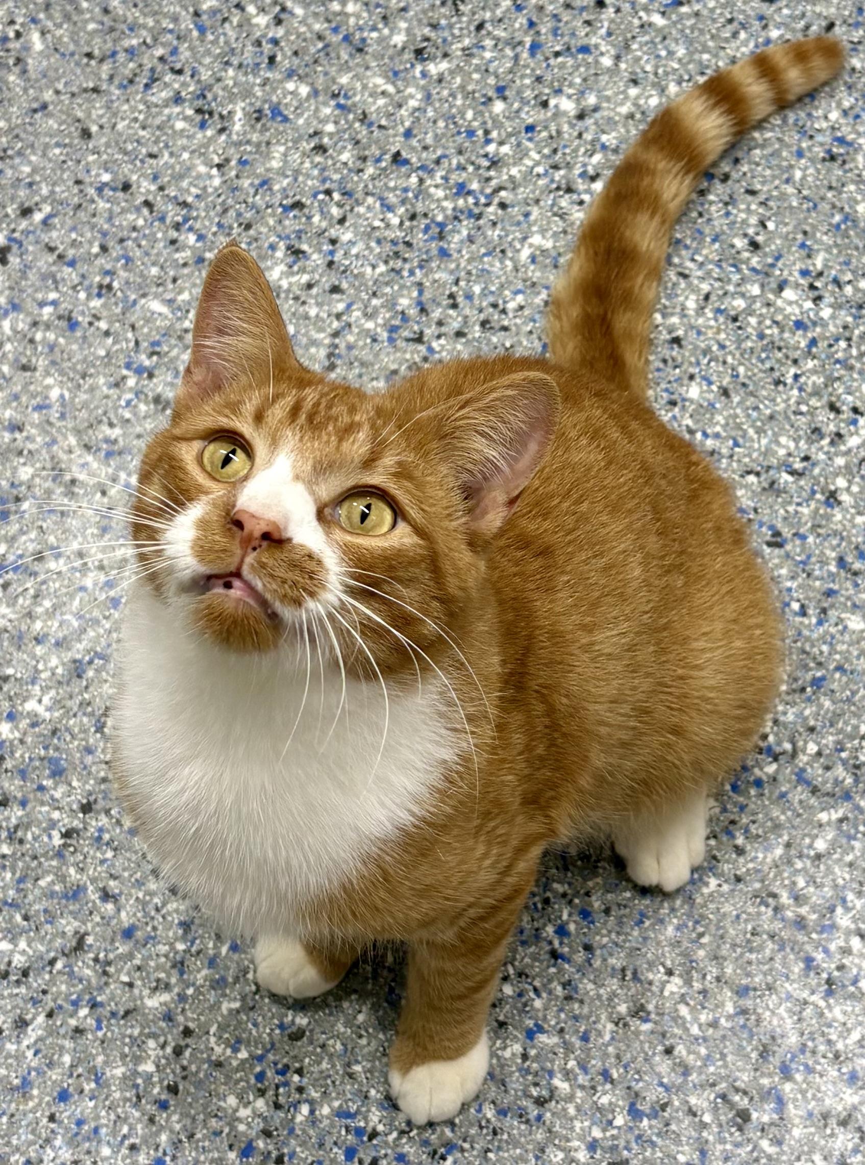 Clancy, a Adoptable mixed breed in Charles City, IA image 3/5