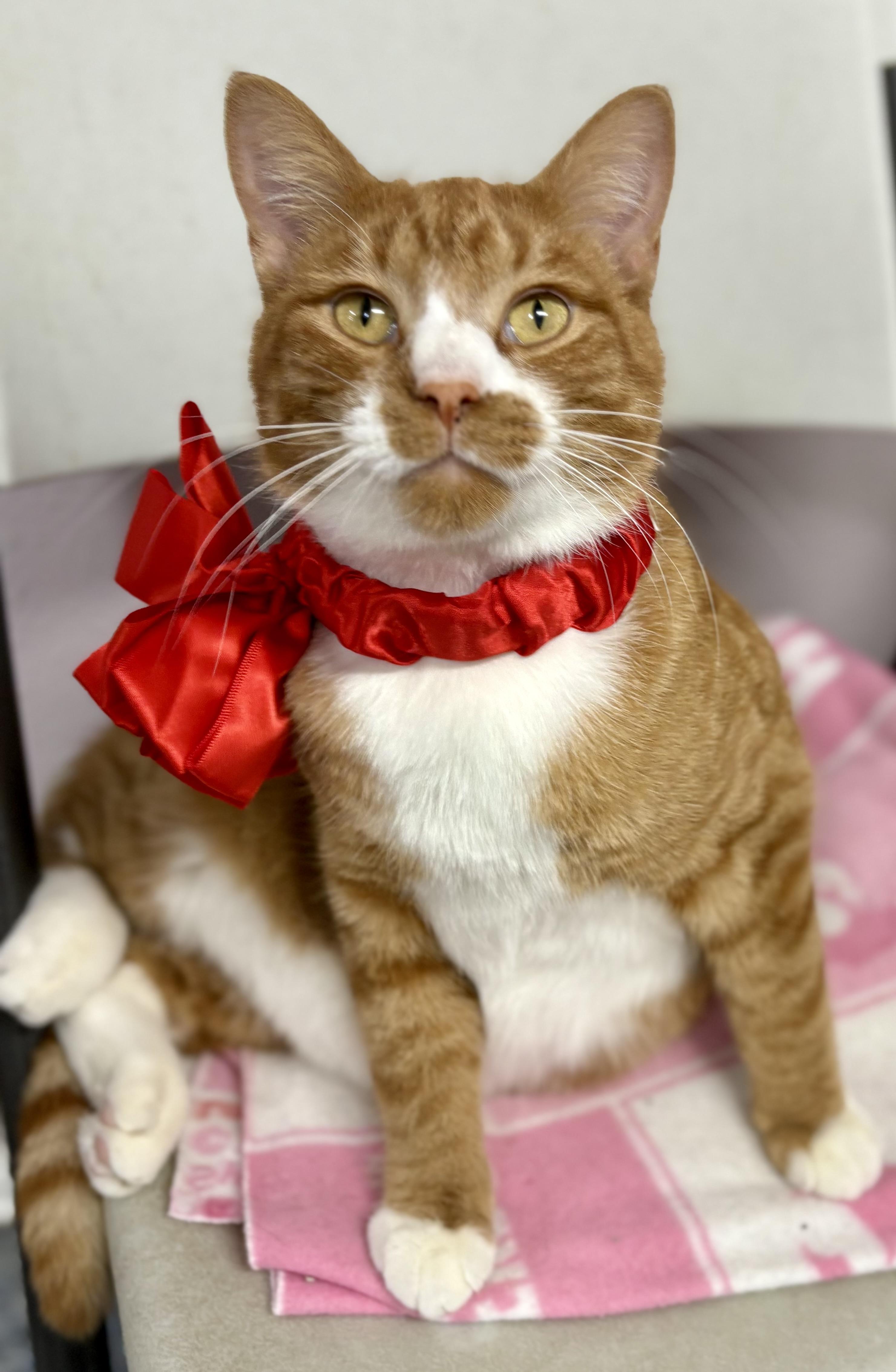 Clancy, Adoptable, Adult Male Domestic Short Hair & Tabby.