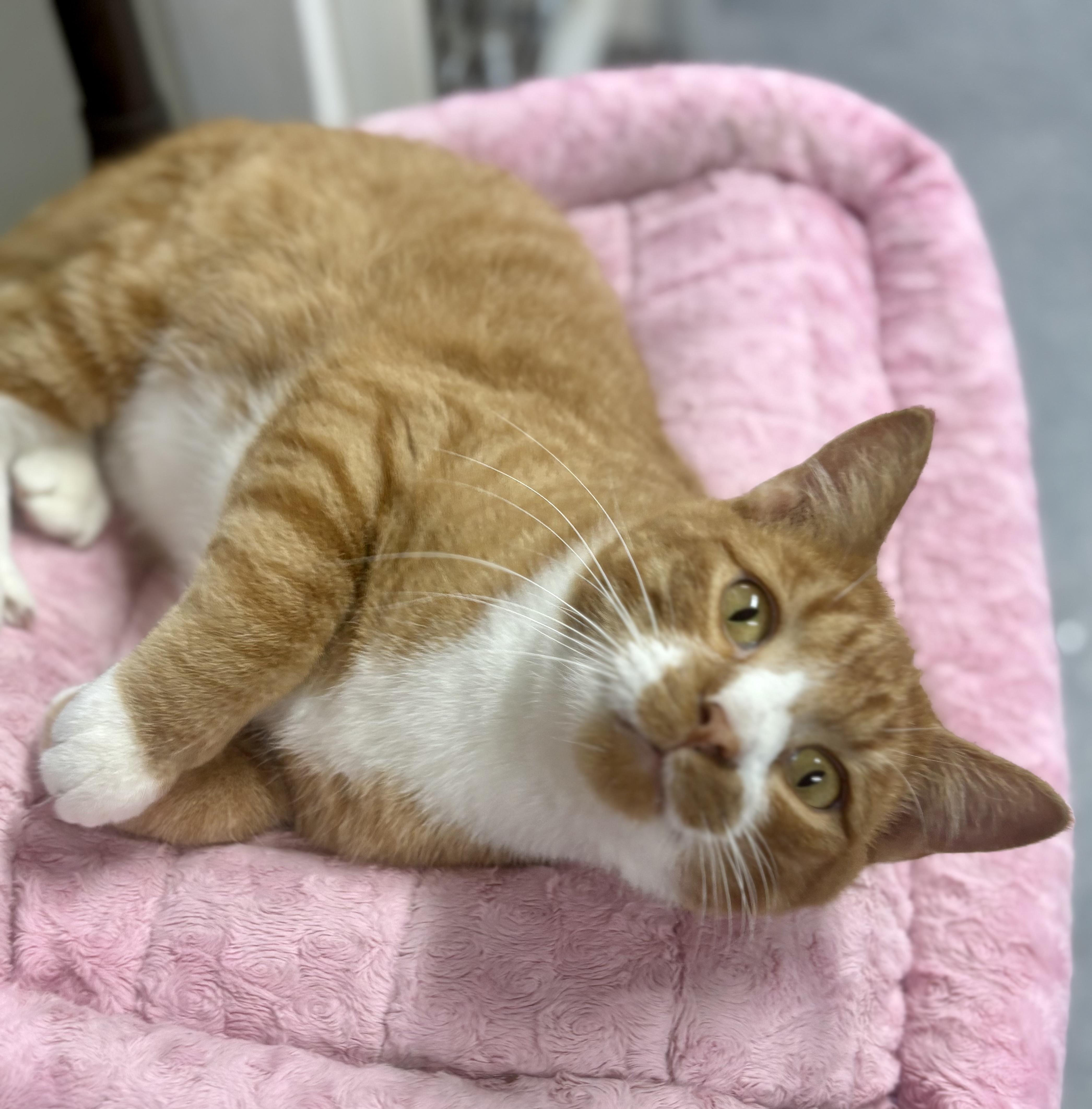 Clancy, a Adoptable mixed breed in Charles City, IA image 5/5