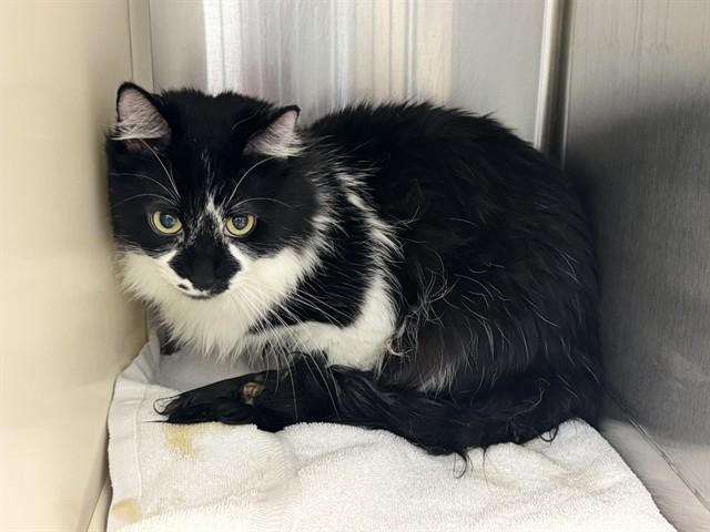 OXFORD, Adoptable, Young Male Domestic Long Hair.