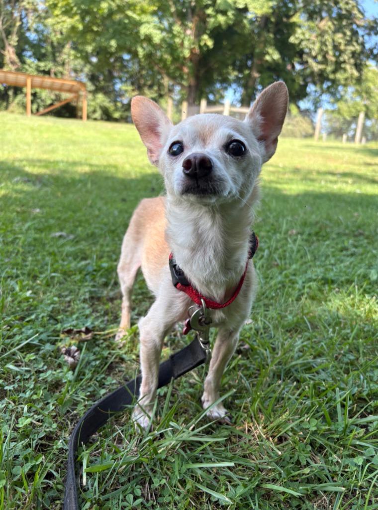 Enlarge Nicky, an adopted Chihuahua in Maysville, KY image 1/1