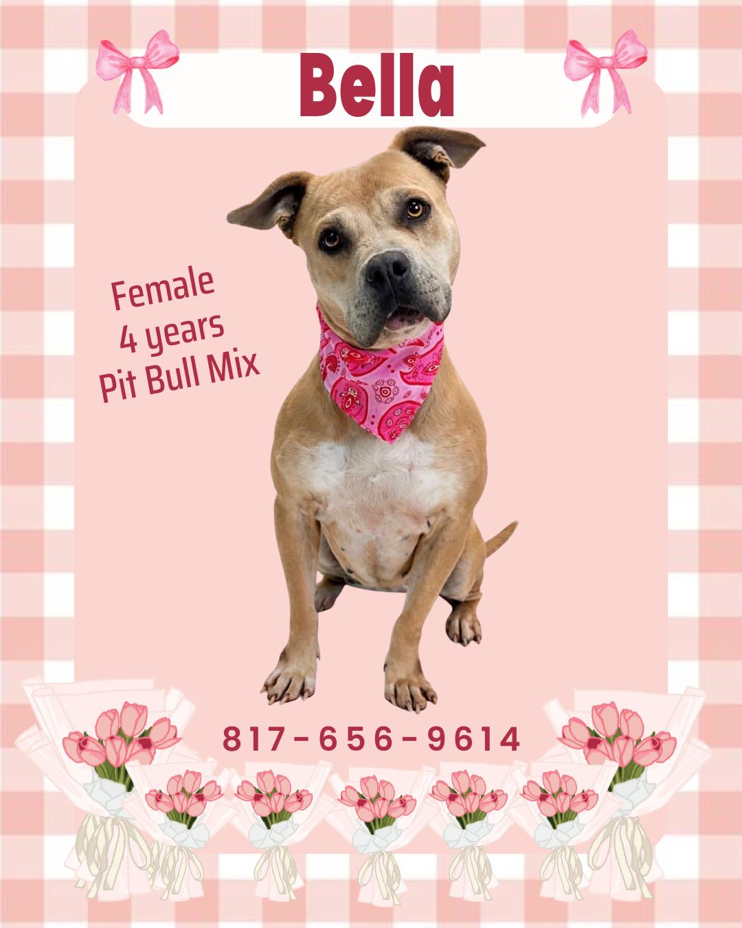 Enlarge Bella, a ADOPTABLE Pit Bull Terrier in Watauga, TX image 1/1