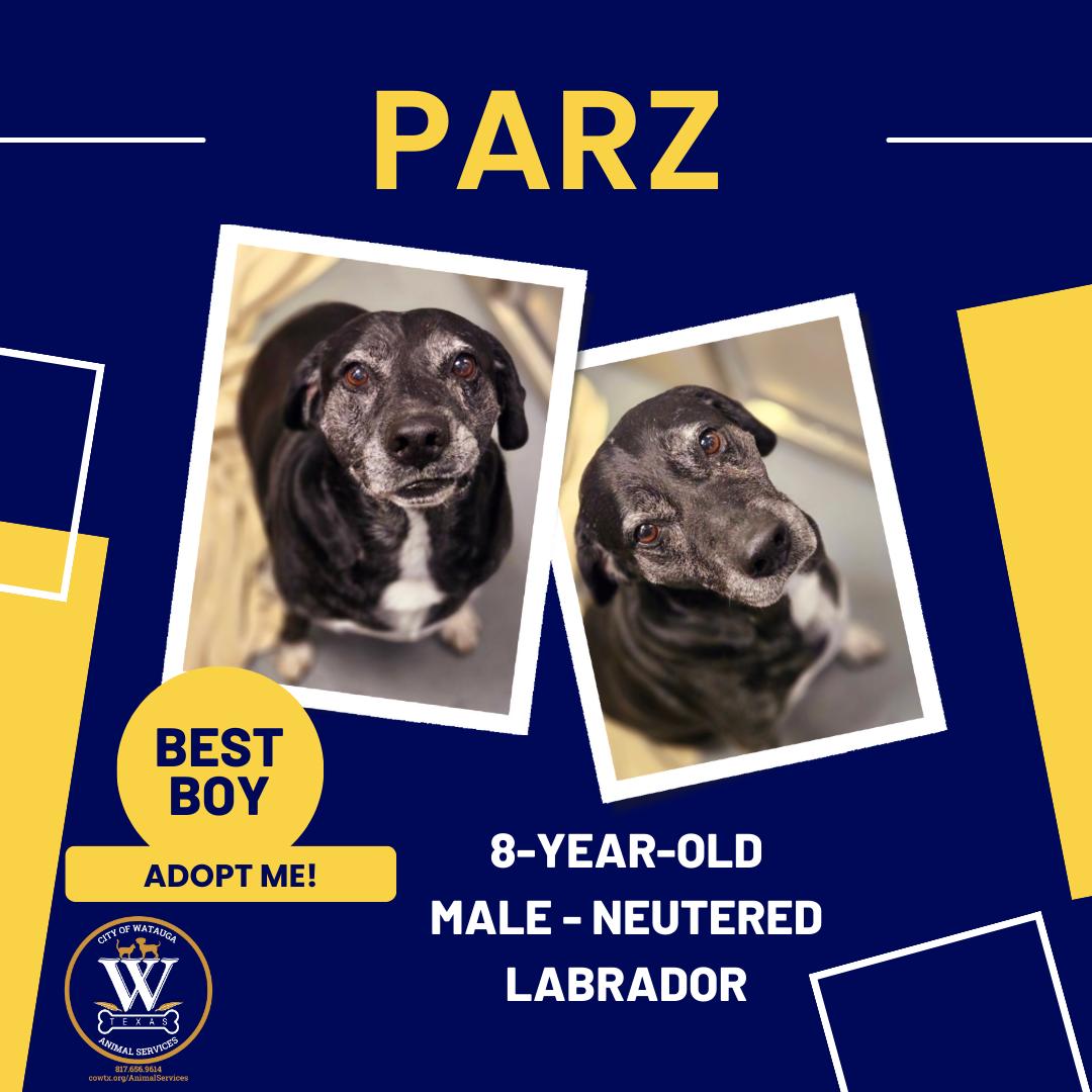 Enlarge Parz, a ADOPTABLE Black Labrador Retriever in Watauga, TX image 1/1