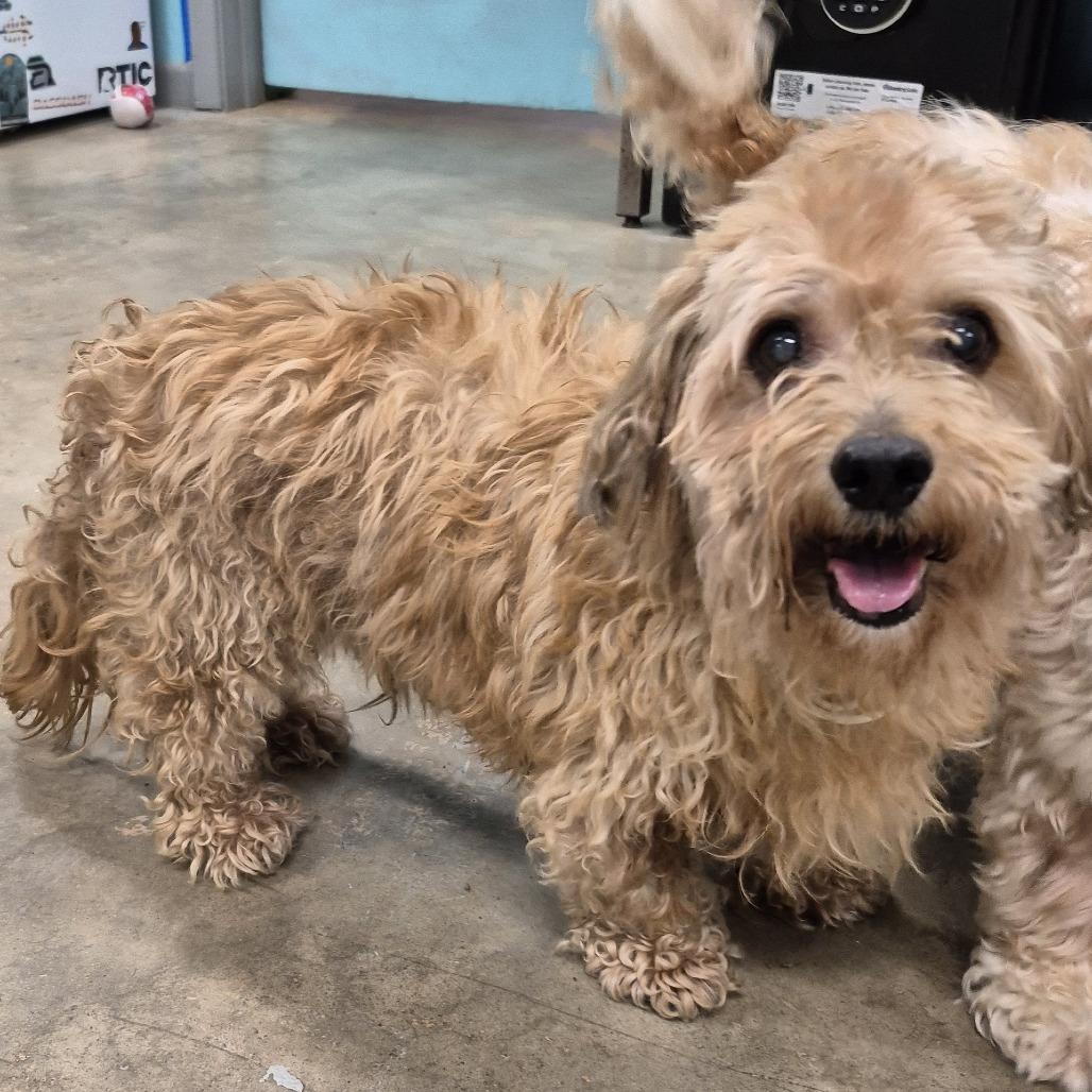 Enlarge Sunshine Machine, a Adoptable mixed breed in Austin, TX image 1/6