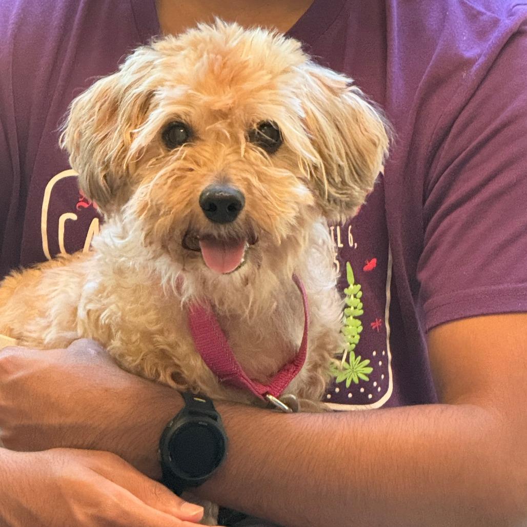 Enlarge Sunshine Machine, a Adoptable mixed breed in Austin, TX image 3/6