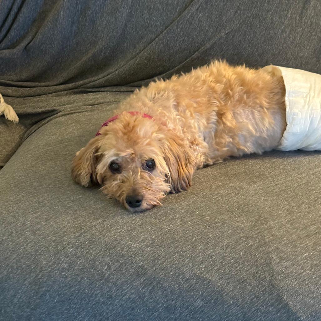 Enlarge Sunshine Machine, a Adoptable mixed breed in Austin, TX image 5/6
