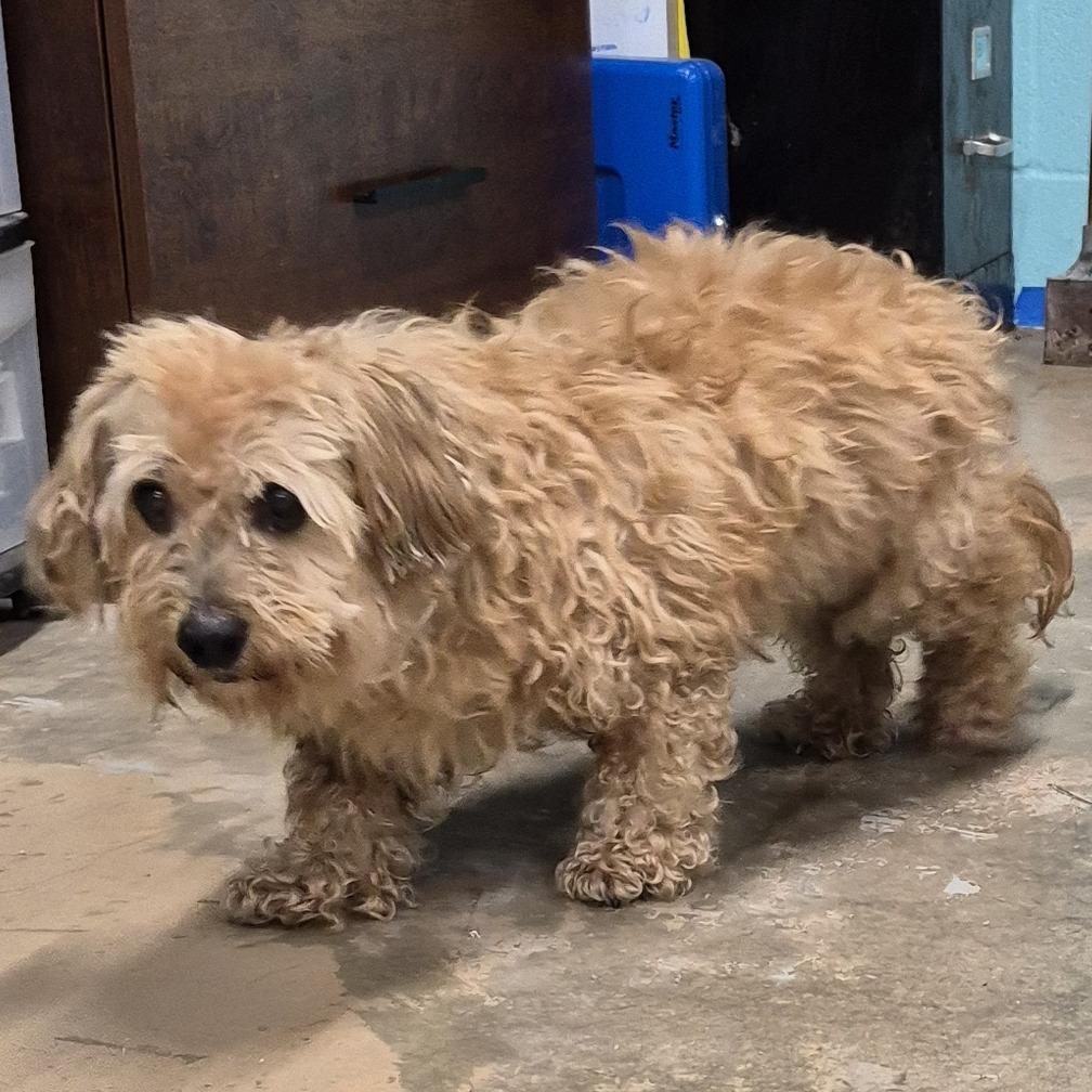 Enlarge Sunshine Machine, a Adoptable mixed breed in Austin, TX image 6/6