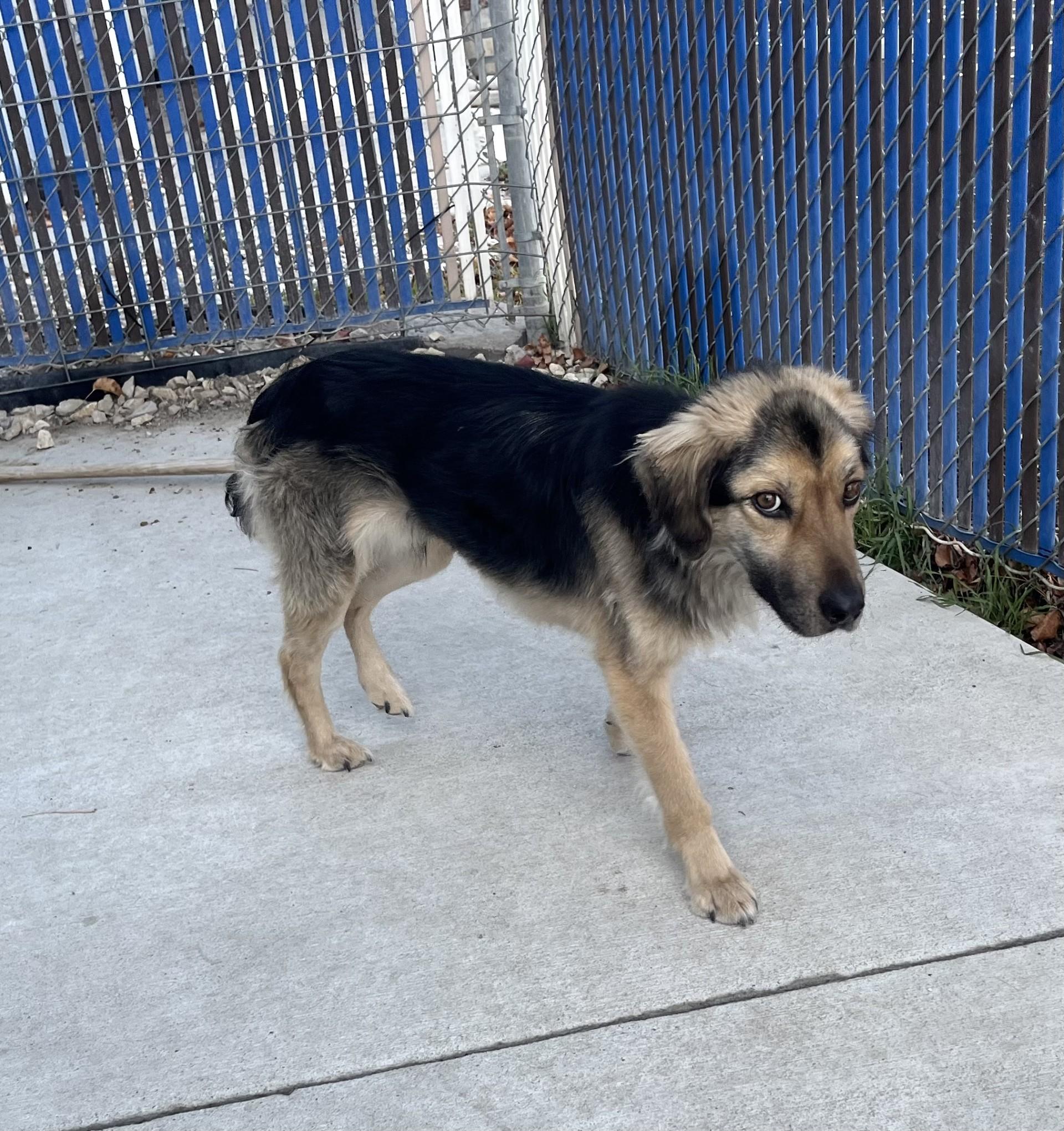 Enlarge Valentino / 59839810, a Adoptable mixed breed in Elko, NV image 2/2