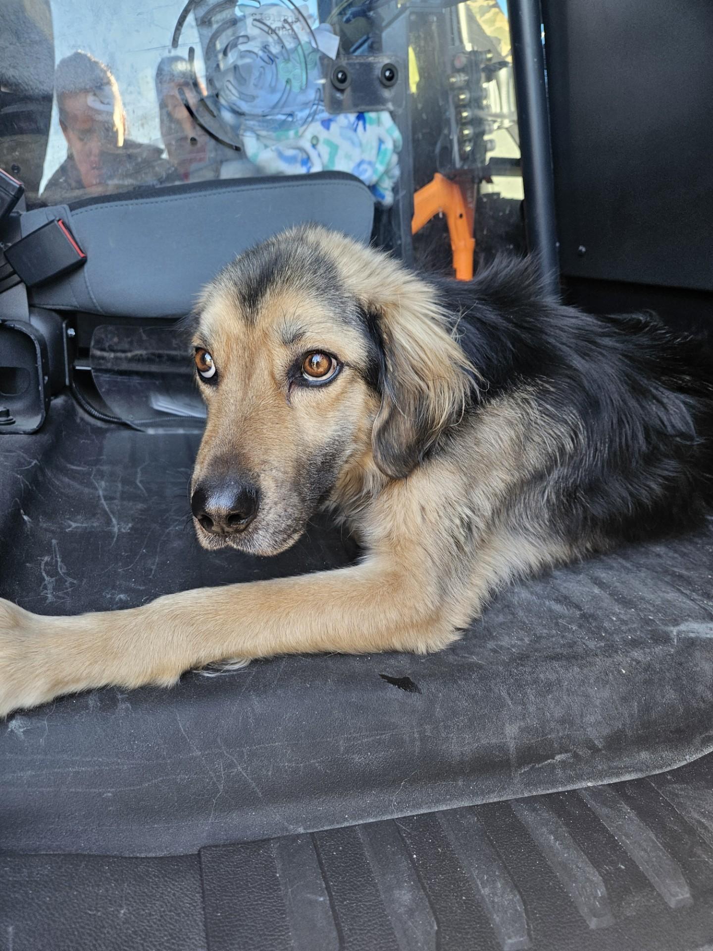 Enlarge Valentino / 59839810, a Adoptable mixed breed in Elko, NV image 1/2