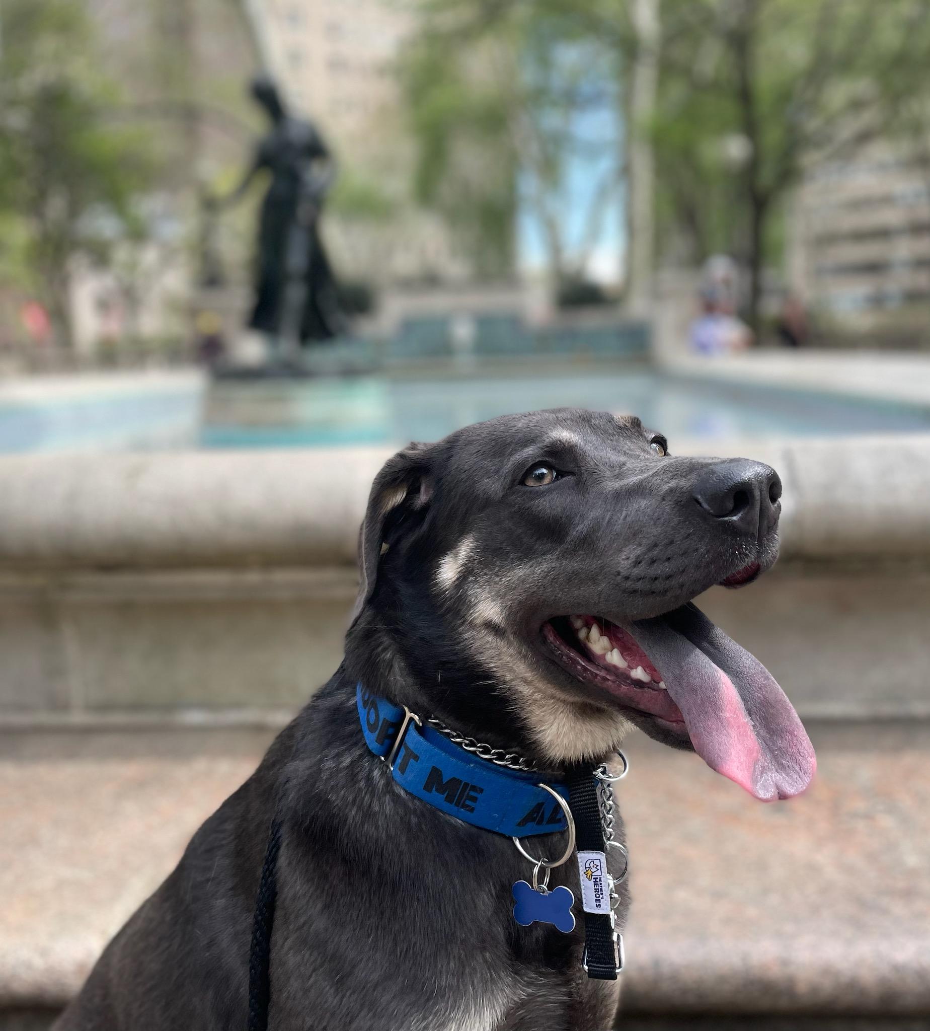 Enlarge LADY SAGE, a Adoptable mixed breed in Blue Bell, PA image 6/6