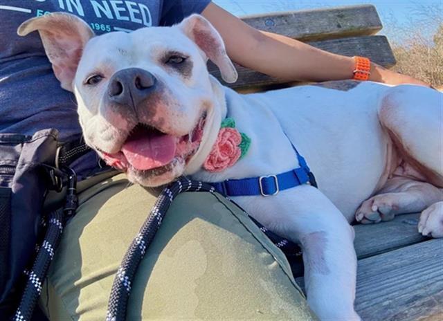 PEACHES, Adoptable, Adult Female Pit Bull Terrier.