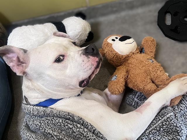Enlarge PEACHES, a Adoptable Pit Bull Terrier in Palo Alto, CA image 1/1