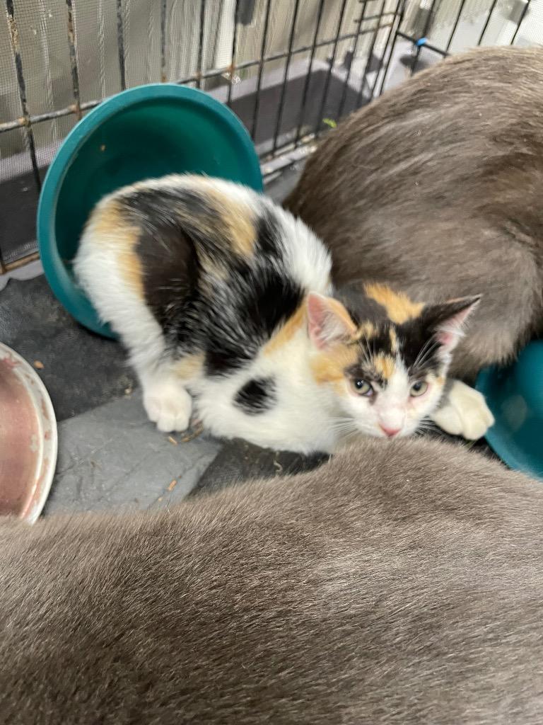 Lizzy, Adoptable, Kitten Female Domestic Short Hair.