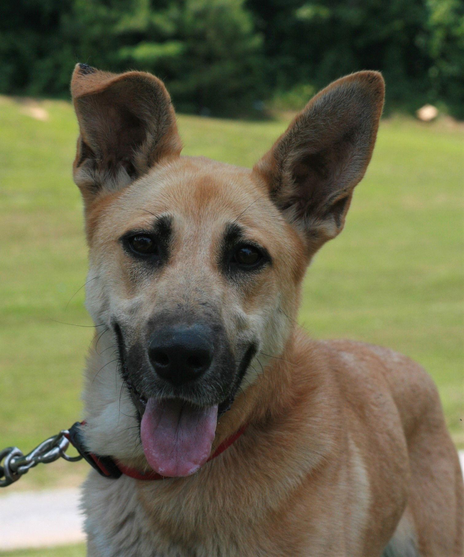 Skye, a Adoptable mixed breed in Attalla, AL image 1/3