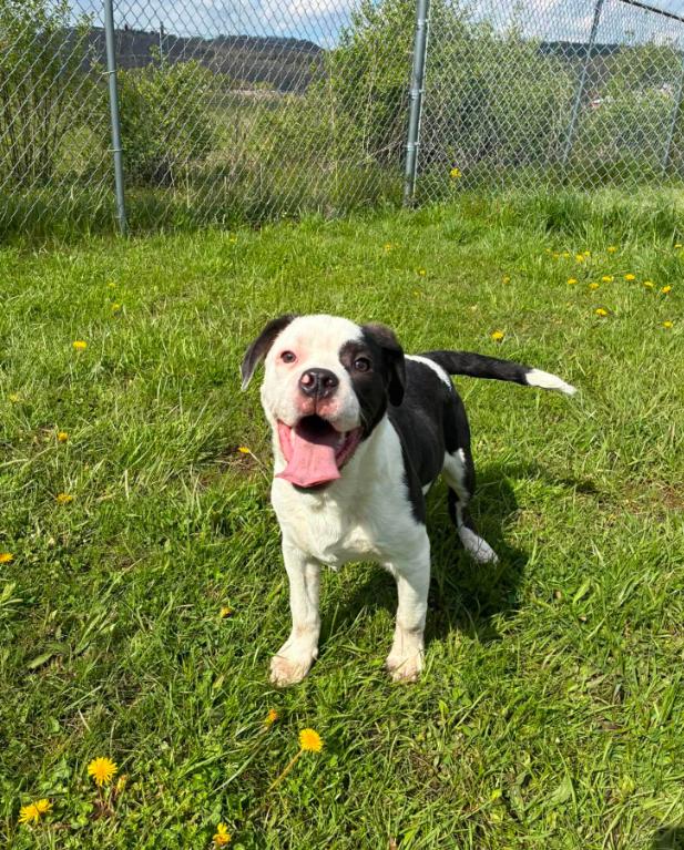 Barney, ADOPTABLE, Puppy Male Australian Cattle Dog / Blue Heeler.