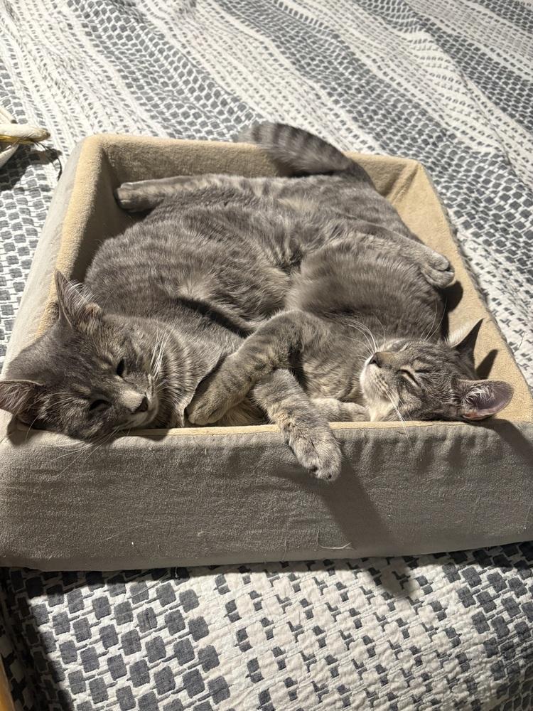 Westy (Westminster), Adoptable, Kitten Female Domestic Short Hair.