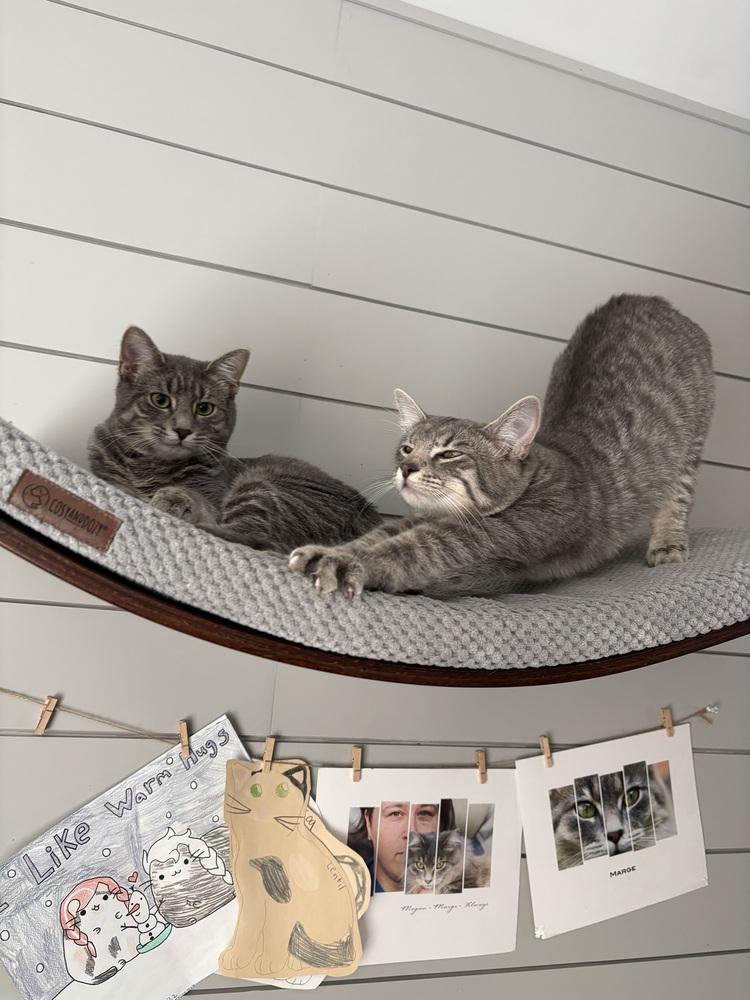 Westy (Westminster), a Adoptable Domestic Short Hair in Lafayette, CO image 3/6