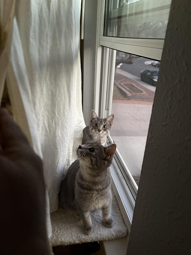 Westy (Westminster), a Adoptable Domestic Short Hair in Lafayette, CO image 5/6