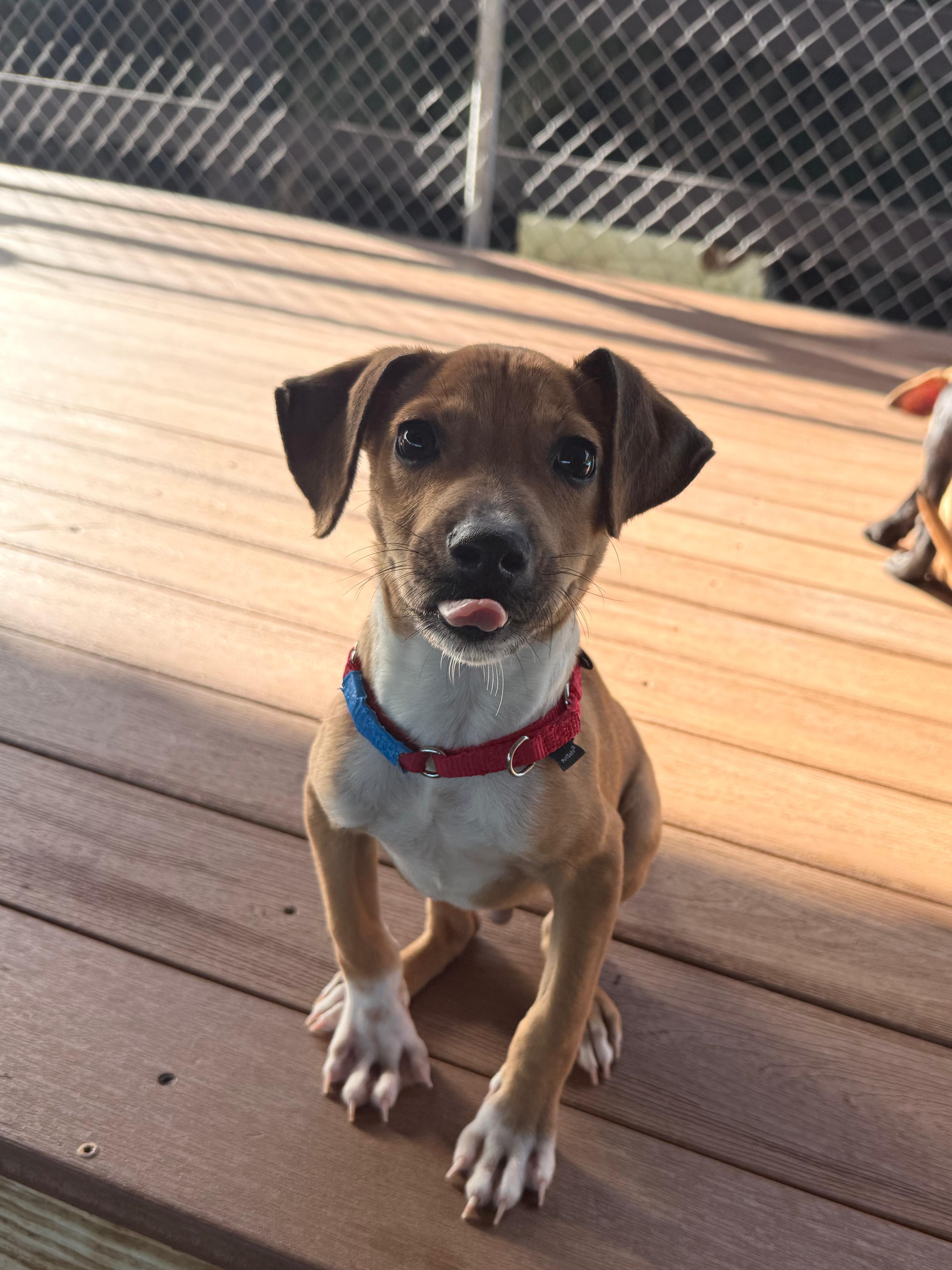 Enlarge Lolo, a Adoptable mixed breed in Barrington, NH image 2/4