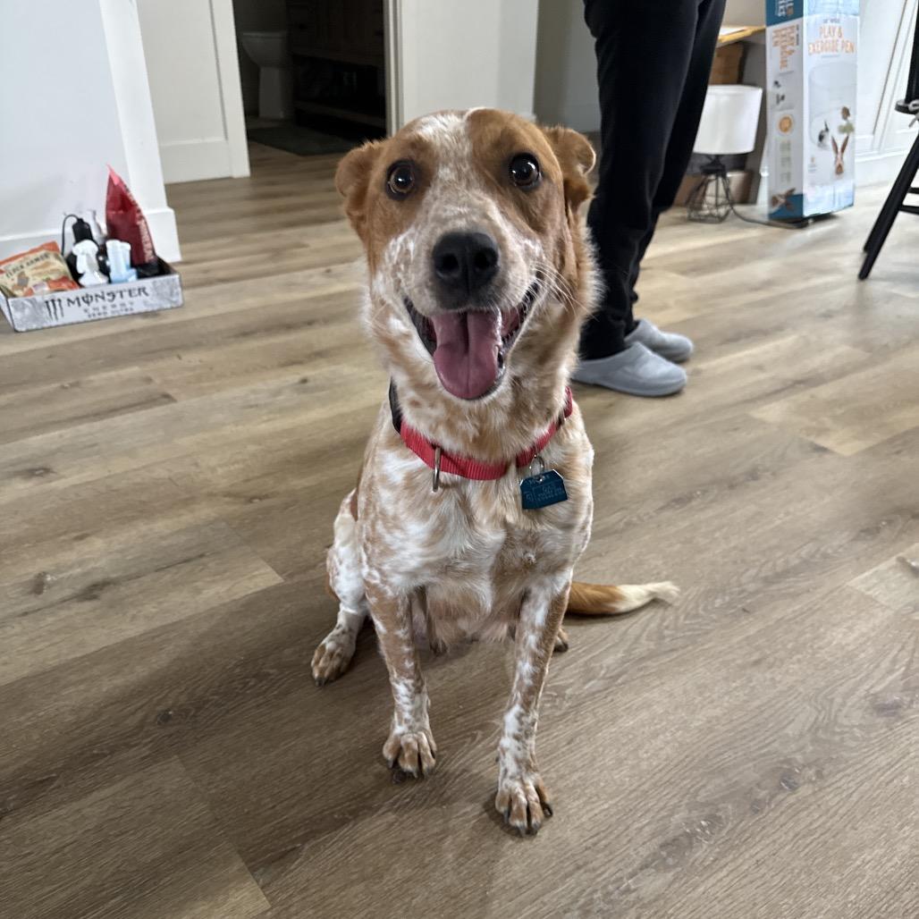 Enlarge Piper (*), a Adoptable Cattle Dog in Sacramento, CA image 1/1