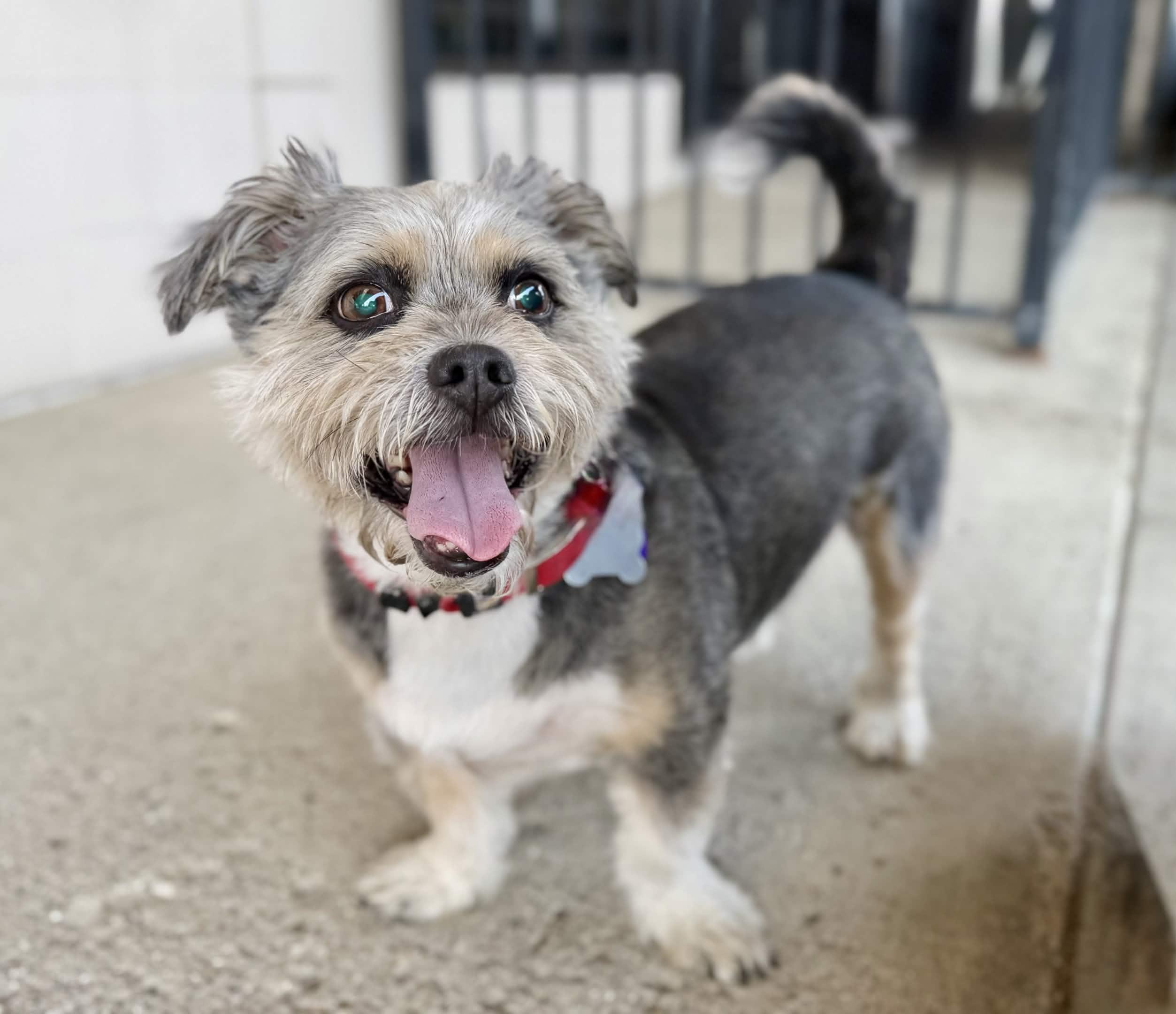 Moe, ADOPTABLE, Senior Male Terrier & Mixed Breed.