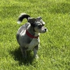 Moe, a ADOPTABLE Shih Tzu in Detroit, MI image 3/3