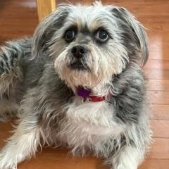 Moe, a ADOPTABLE Shih Tzu in Detroit, MI image 1/3