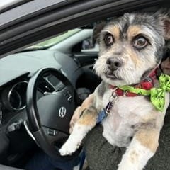 Moe, a ADOPTABLE Shih Tzu in Detroit, MI image 2/3