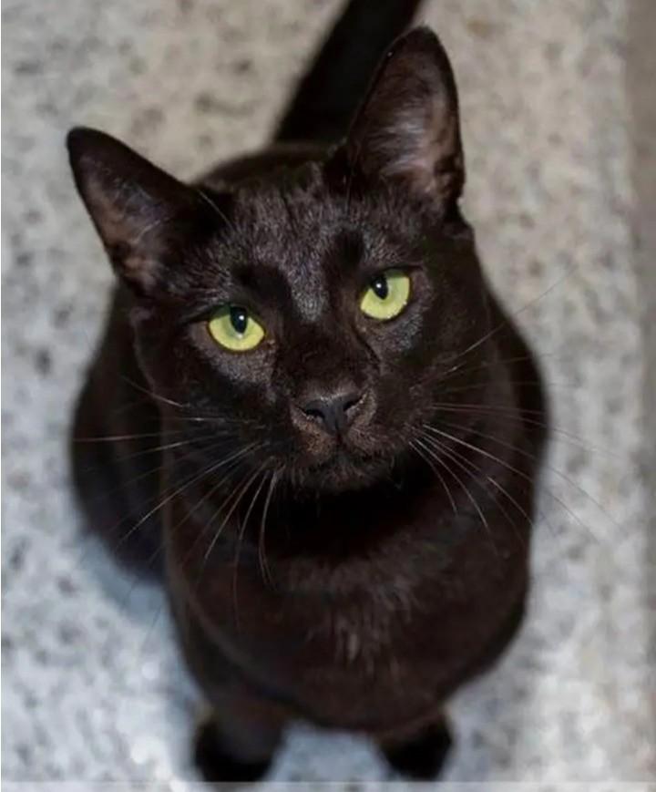 Enlarge North, a Adoptable Domestic Short Hair in Hamilton, ON image 1/1