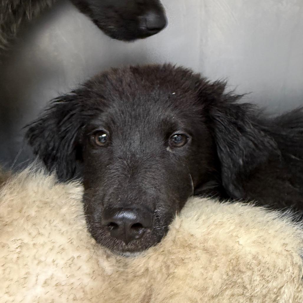 Enlarge Carlton, a Adoptable Border Collie in Birmingham, AL image 1/1