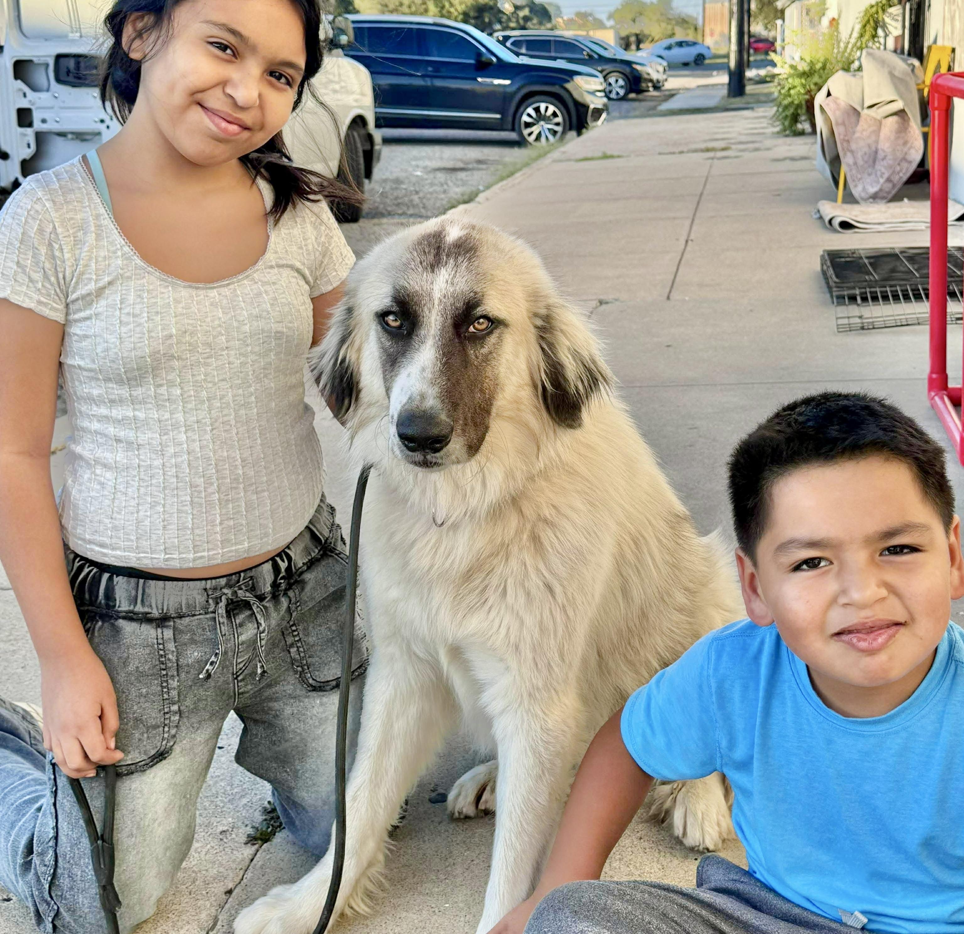 Prescott, ADOPTABLE, Young Male Great Pyrenees & Golden Retriever.