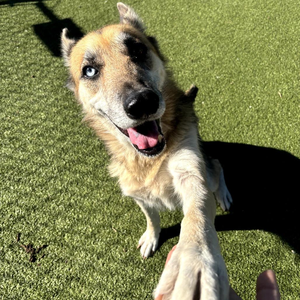 Pearl, Adoptable, Adult Female German Shepherd Dog & Mixed Breed.