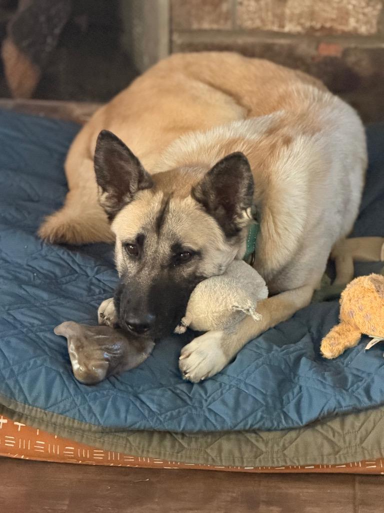 Enlarge Hyde, a Adoptable mixed breed in Fayetteville, AR image 1/6