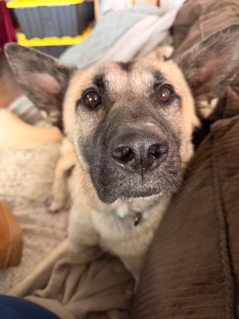 Enlarge Hyde, a Adoptable mixed breed in Fayetteville, AR image 2/6