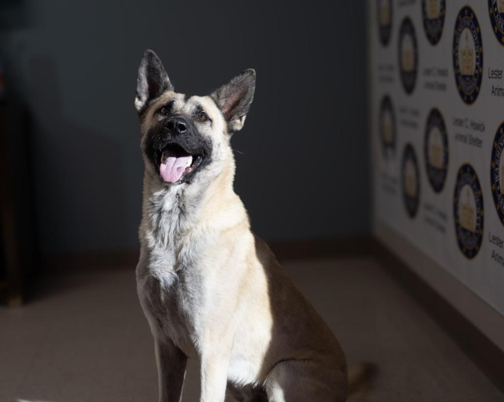 Enlarge Hyde, a Adoptable mixed breed in Fayetteville, AR image 3/6