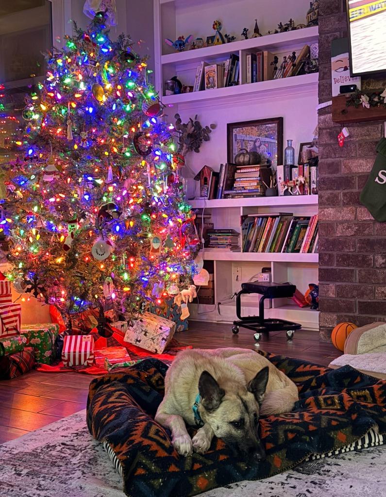 Enlarge Hyde, a Adoptable mixed breed in Fayetteville, AR image 4/6