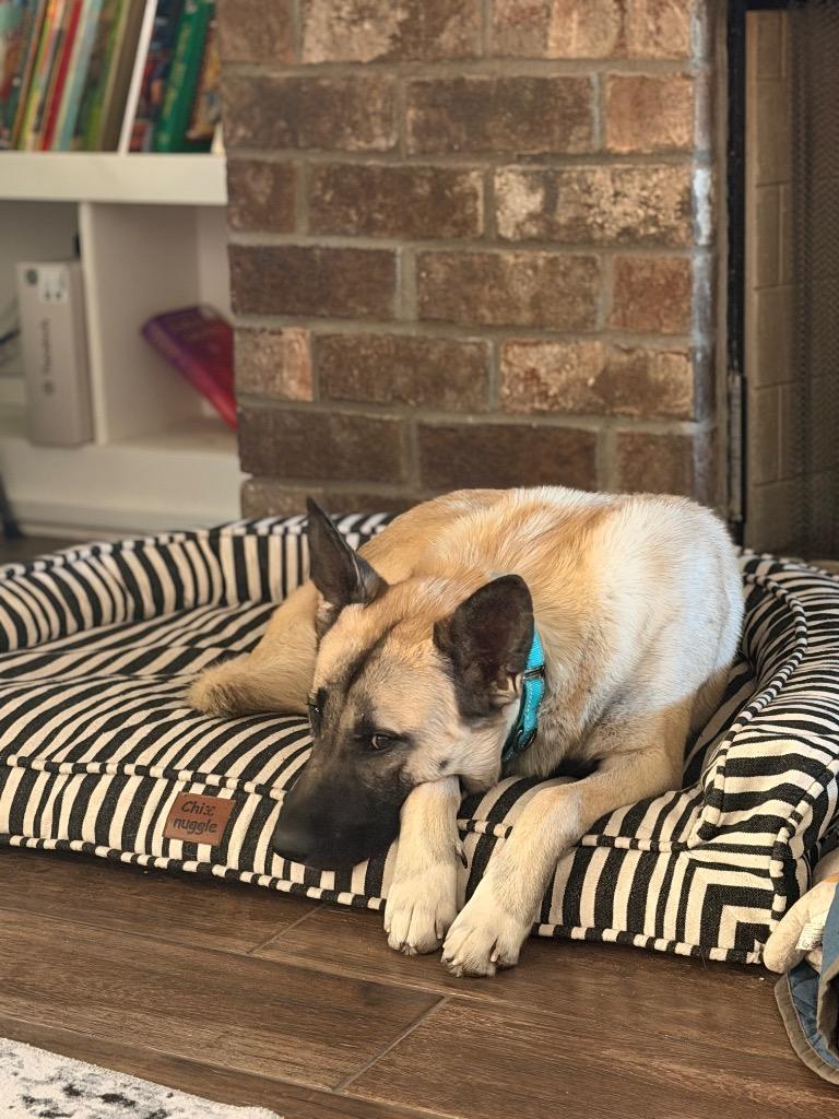 Enlarge Hyde, a Adoptable mixed breed in Fayetteville, AR image 5/6