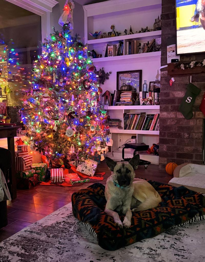 Enlarge Hyde, a Adoptable mixed breed in Fayetteville, AR image 6/6