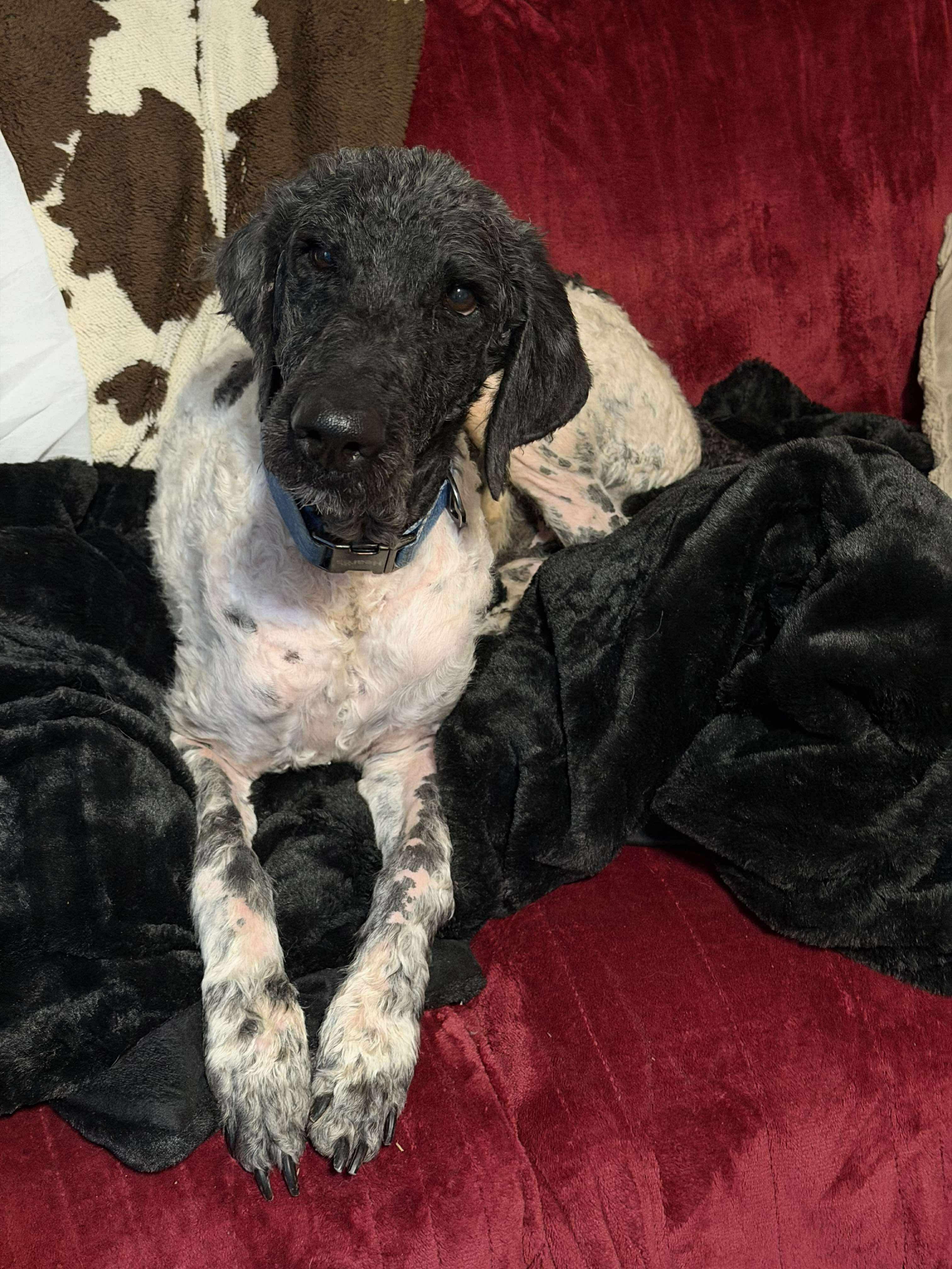 Hal, an adopted mixed breed in Westwood, NJ image 1/6