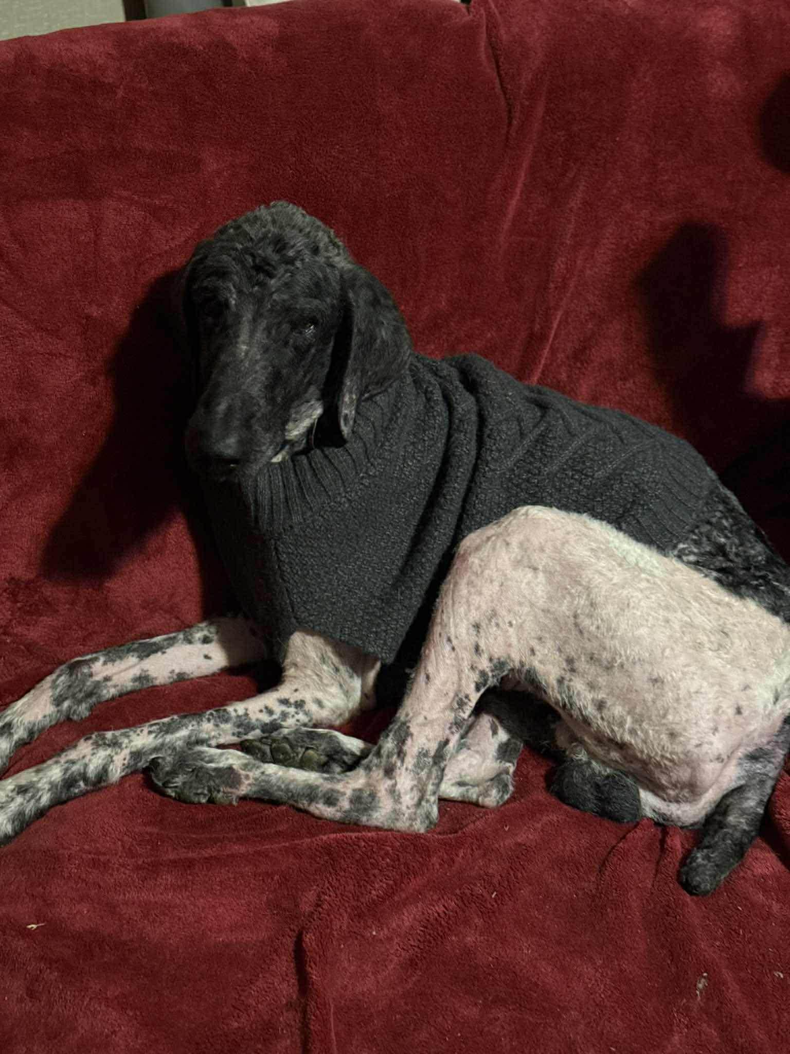 Hal, an adopted mixed breed in Westwood, NJ image 2/6