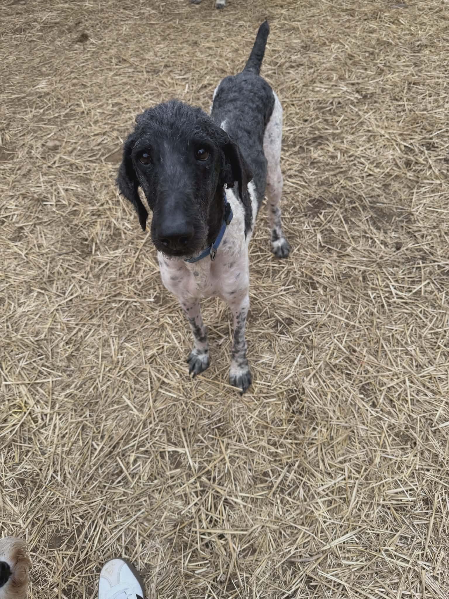 Hal, an adopted mixed breed in Westwood, NJ image 3/6