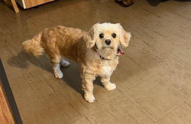 Enlarge Chloe, a Adopted Cavapoo in Providence, RI image 1/1